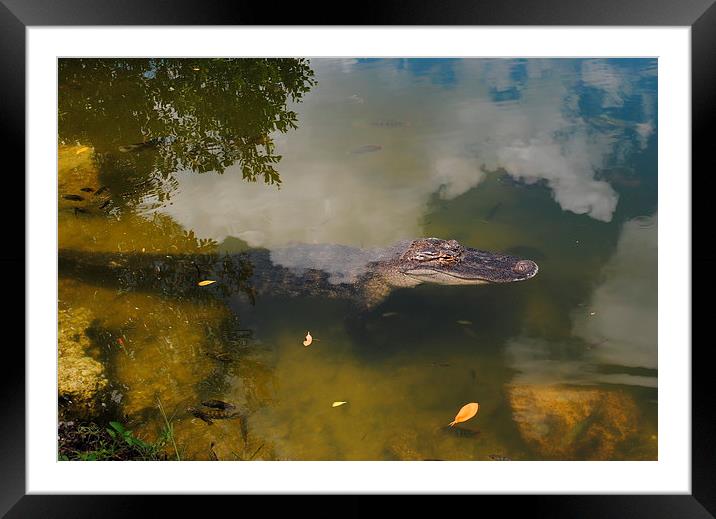 Alligator Daytime Resting Framed Mounted Print by David McBarnett