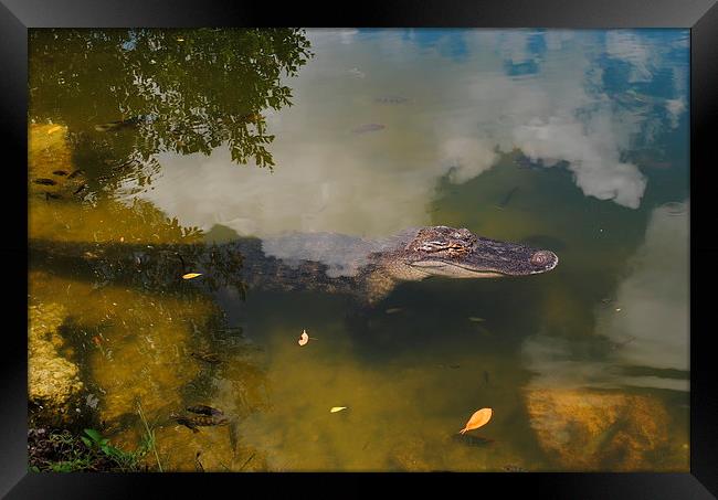Alligator Daytime Resting Framed Print by David McBarnett