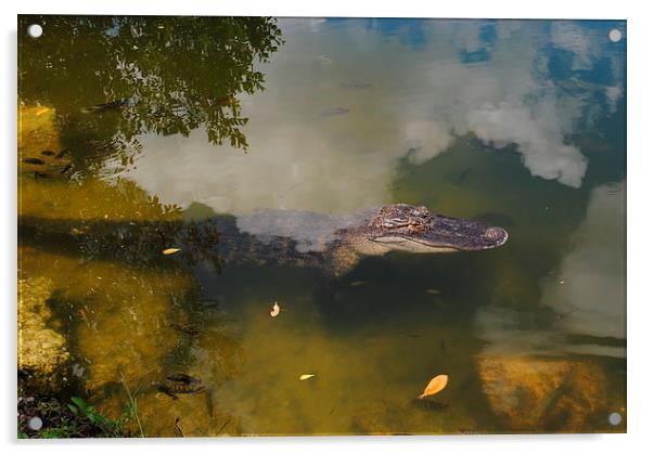 Alligator Daytime Resting Acrylic by David McBarnett