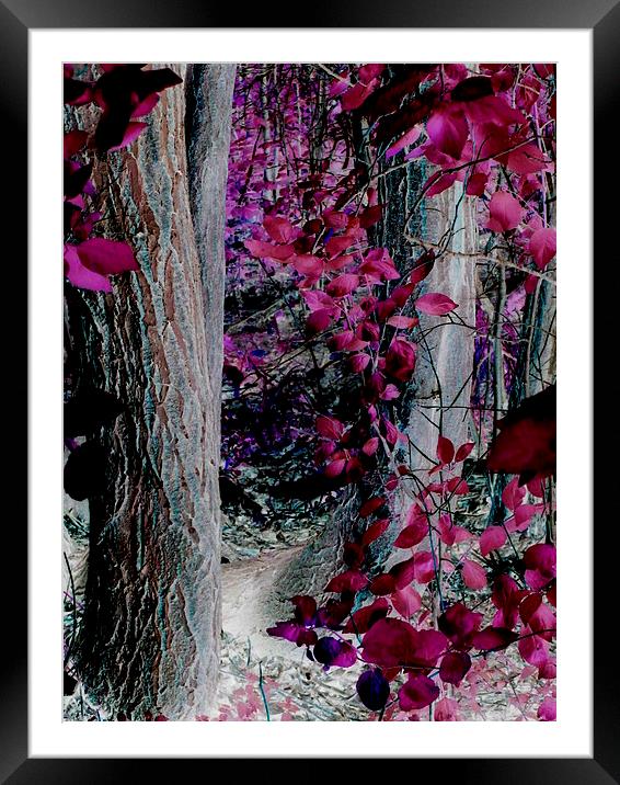 Enchanted Forest Framed Mounted Print by Martin Howard