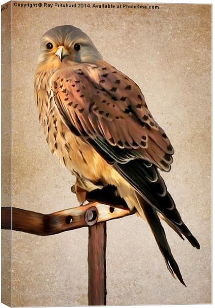 Kestrel Paint Over II Canvas Print by Ray Pritchard