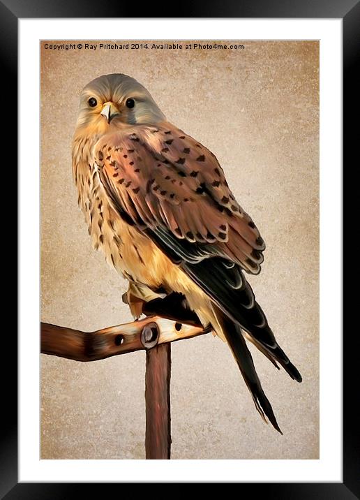 Kestrel Paint Over II Framed Mounted Print by Ray Pritchard