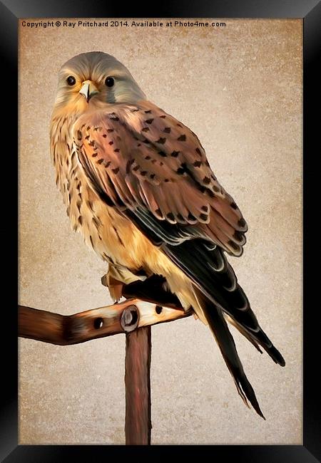 Kestrel Paint Over II Framed Print by Ray Pritchard