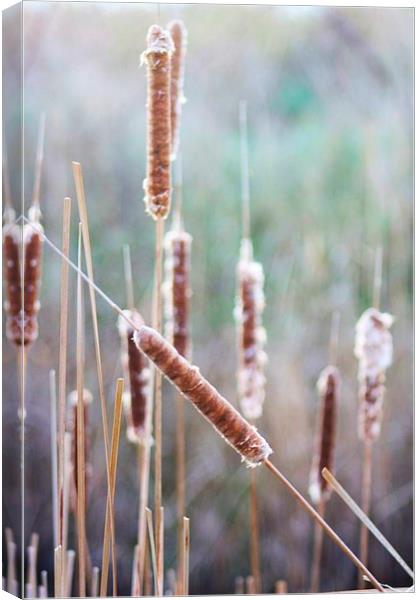 Bulrushes in Winter Canvas Print by Richard Cruttwell
