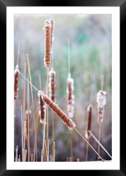 Bulrushes in Winter Framed Mounted Print by Richard Cruttwell