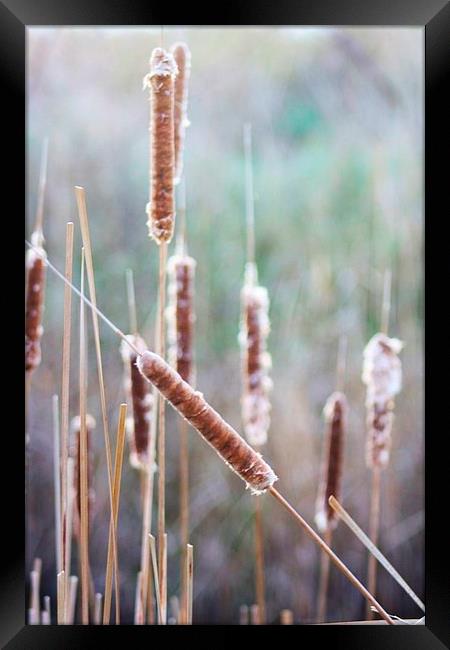 Bulrushes in Winter Framed Print by Richard Cruttwell