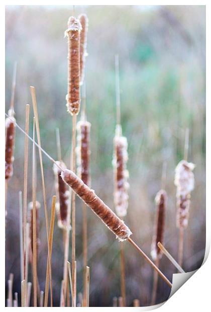 Bulrushes in Winter Print by Richard Cruttwell