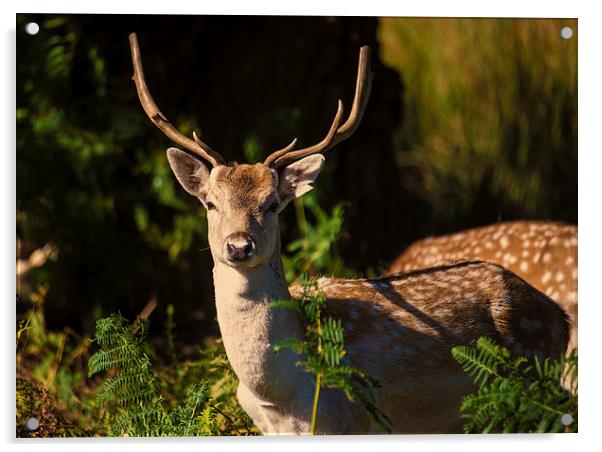 Powderham Deer Acrylic by Rob Hawkins