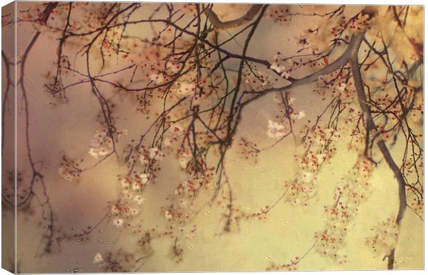 Under the Blossom Tree Canvas Print by Dawn Cox