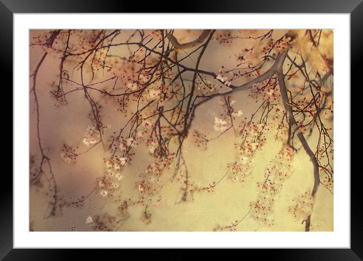 Under the Blossom Tree Framed Mounted Print by Dawn Cox