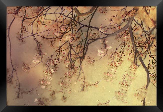 Under the Blossom Tree Framed Print by Dawn Cox