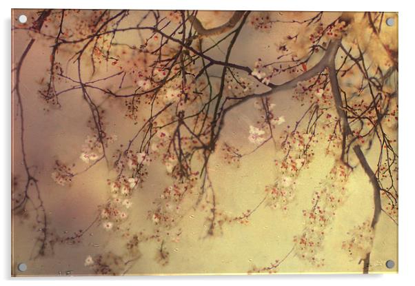 Under the Blossom Tree Acrylic by Dawn Cox