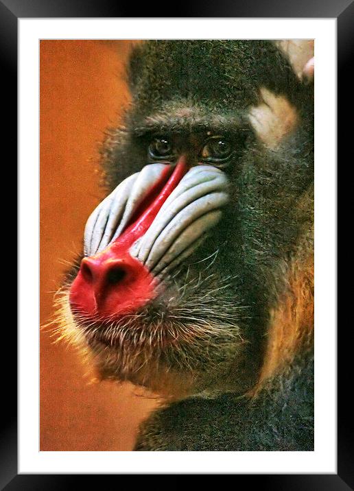 Mandrill Framed Mounted Print by Richard Cruttwell