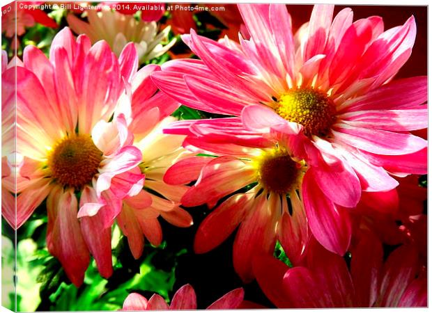 Sunlight on the Pink Chrysanthemum Canvas Print by Bill Lighterness