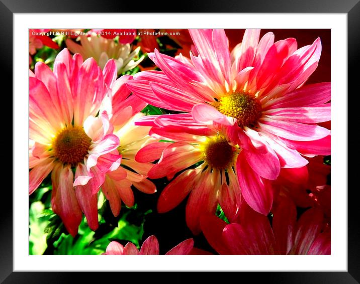 Sunlight on the Pink Chrysanthemum Framed Mounted Print by Bill Lighterness