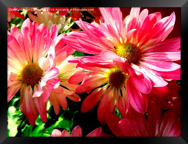 Sunlight on the Pink Chrysanthemum Framed Print by Bill Lighterness