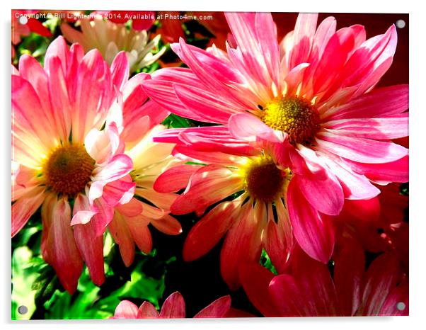 Sunlight on the Pink Chrysanthemum Acrylic by Bill Lighterness