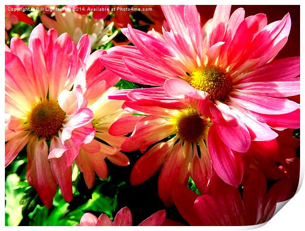 Sunlight on the Pink Chrysanthemum Print by Bill Lighterness
