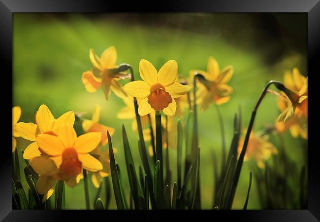 Spring daffodils Framed Print by Ceri Jones