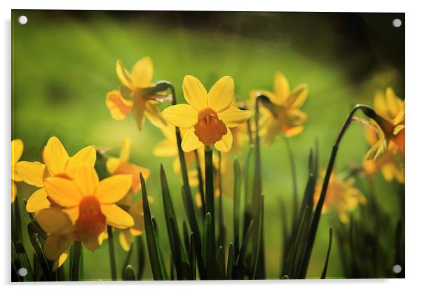 Spring daffodils Acrylic by Ceri Jones