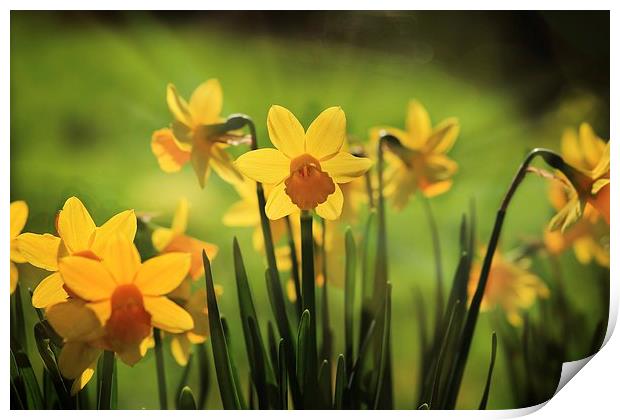 Spring daffodils Print by Ceri Jones