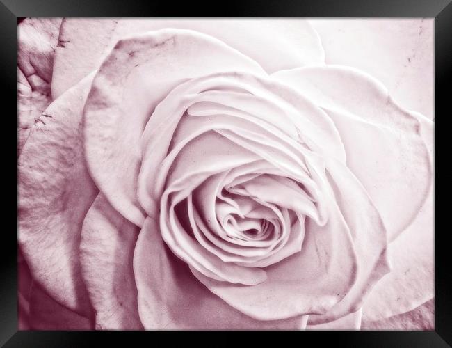 lavender rose Framed Print by chrissy woodhouse