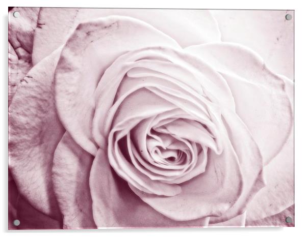 lavender rose Acrylic by chrissy woodhouse