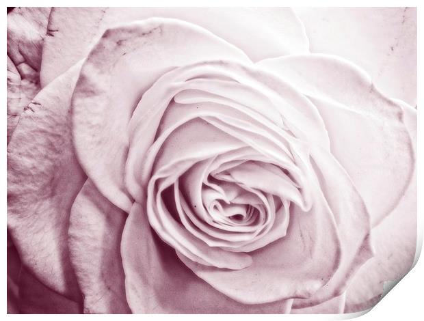 lavender rose Print by chrissy woodhouse