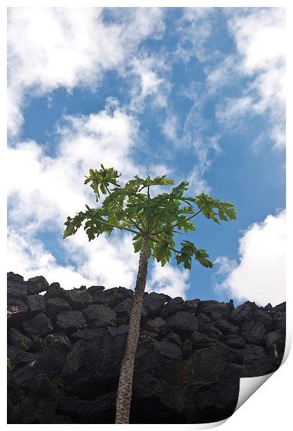 Stone Wall Palm Print by James Lavott