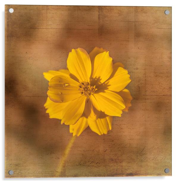 Marigold Acrylic by Judy Hall-Folde