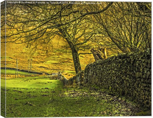 Drystane Dyke Kelburn Country Park Canvas Print by Tylie Duff Photo Art