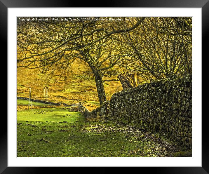Drystane Dyke Kelburn Country Park Framed Mounted Print by Tylie Duff Photo Art