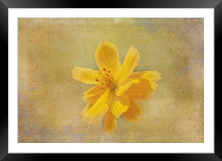 Yellow Flower Framed Mounted Print by Judy Hall-Folde