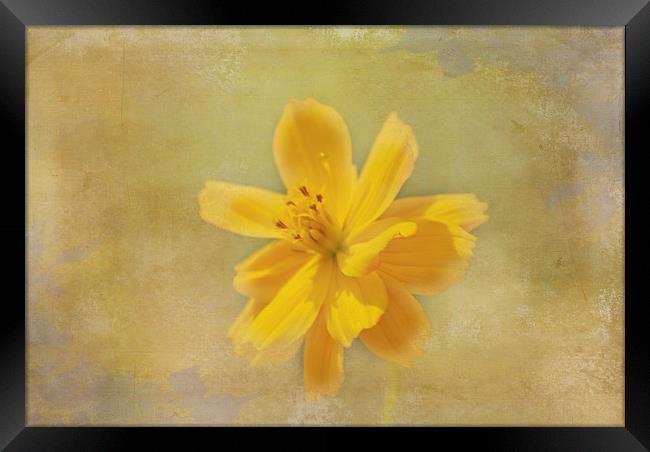 Yellow Flower Framed Print by Judy Hall-Folde