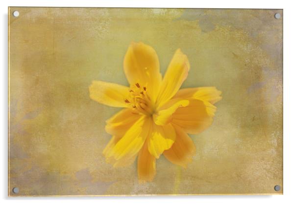 Yellow Flower Acrylic by Judy Hall-Folde