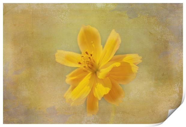 Yellow Flower Print by Judy Hall-Folde