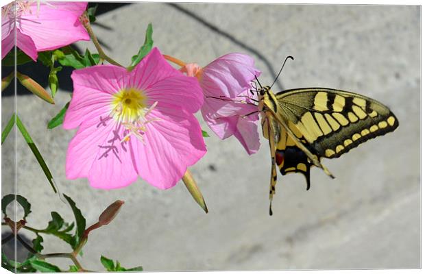 Butterfly and Flowers Canvas Print by Jason Moss