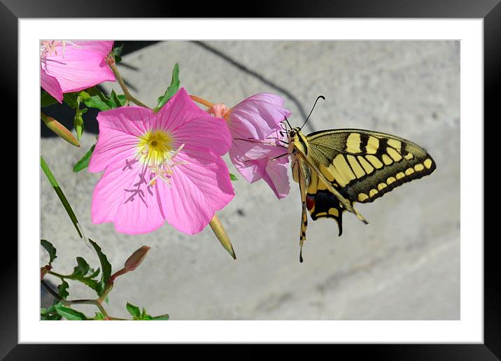 Butterfly and Flowers Framed Mounted Print by Jason Moss