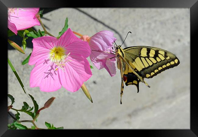 Butterfly and Flowers Framed Print by Jason Moss