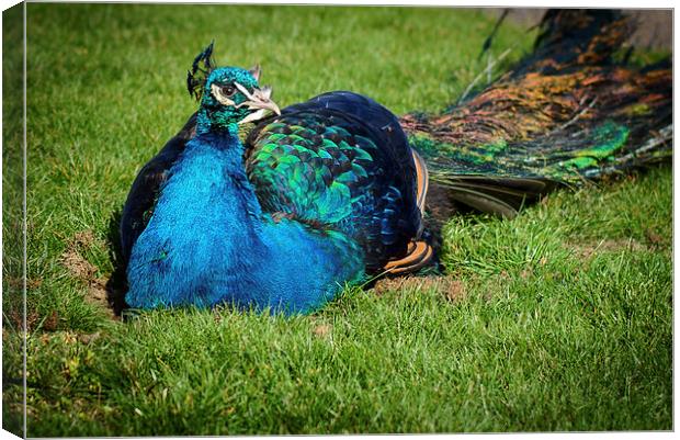 Peacock relaxes in the sun Canvas Print by matthew  mallett