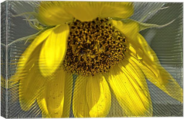 Radiant Sunflower Canvas Print by Judy Hall-Folde