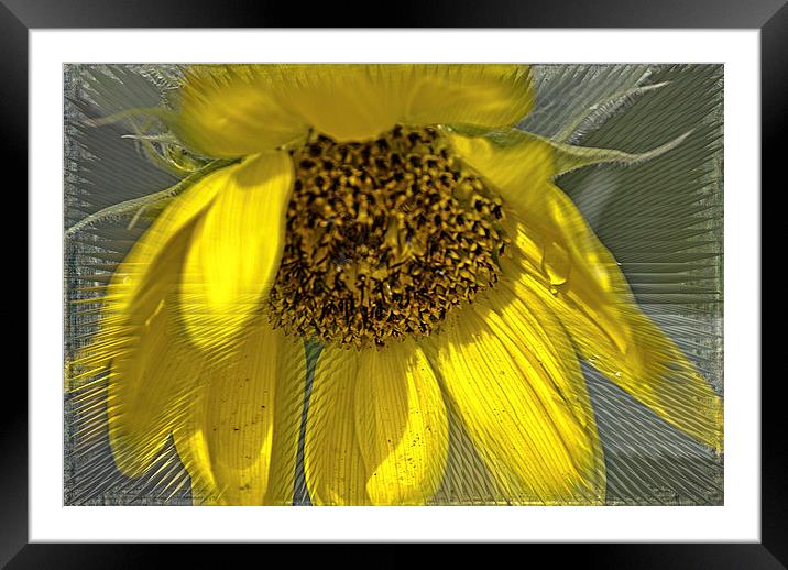 Radiant Sunflower Framed Mounted Print by Judy Hall-Folde