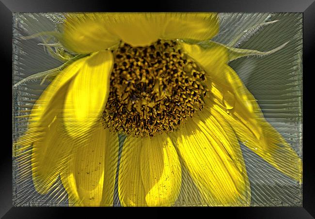 Radiant Sunflower Framed Print by Judy Hall-Folde