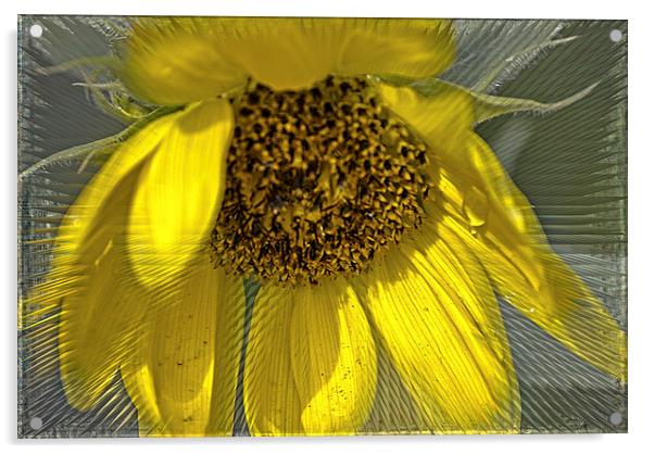 Radiant Sunflower Acrylic by Judy Hall-Folde