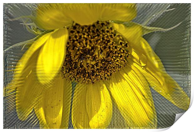 Radiant Sunflower Print by Judy Hall-Folde