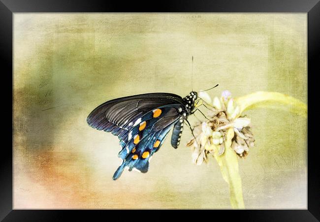 Swallowtail Framed Print by Judy Hall-Folde