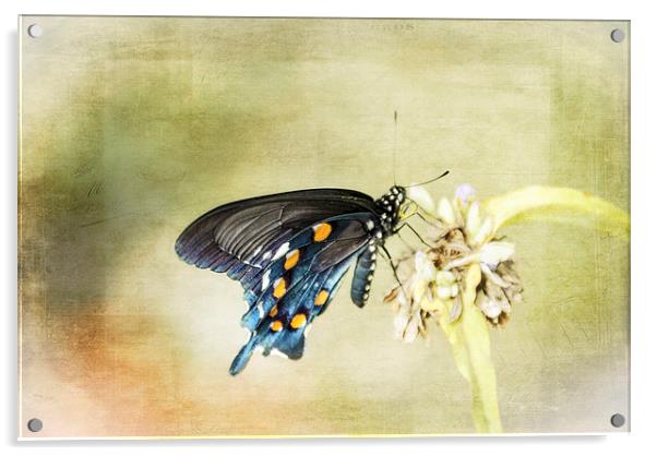 Swallowtail Acrylic by Judy Hall-Folde
