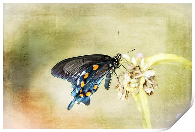 Swallowtail Print by Judy Hall-Folde