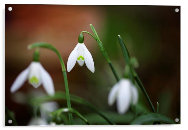 Spring Snowdrops Acrylic by Mark Harrop