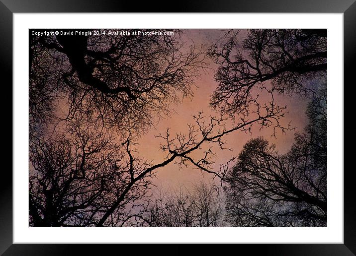 Winter Tree Canopy Framed Mounted Print by David Pringle